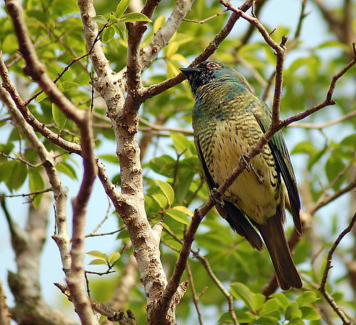 Swallow tanager